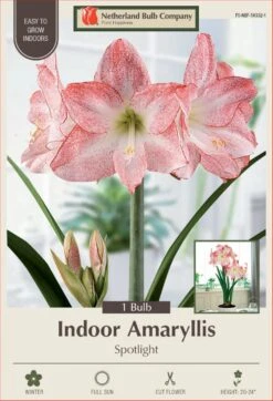 Spotlight Dutch Amaryllis Bulb - 30/32cm Bulb