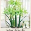 Rare Evergreen Amaryllis Bulb - Apple Green - 24/26 Cm Bulb