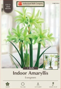 Rare Evergreen Amaryllis Bulb - Apple Green - 24/26 Cm Bulb