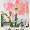 Giant Amadeus Double Amaryllis - Double Flower - Large Bulb