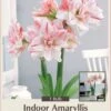 Striped Amadeus Double Amaryllis - Double Flower - Large Bulb
