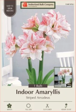 Striped Amadeus Double Amaryllis - Double Flower - Large Bulb