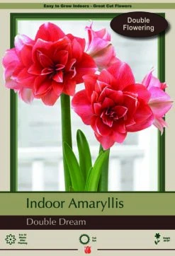 Giant Double Dream Double Amaryllis Bulb - 34/36cm Bulb