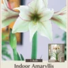 Magic Green Amaryllis - Creamy Green With Picotee Edges - 30/32cm Bulb