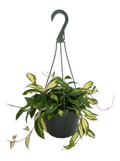 Tricolor Wax Plant - Hoya - Great House Plant - 8" Hanging Basket
