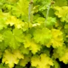 Lemon Love Coral Bells - Heuchera - Gallon Pot