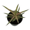 Leopard Agave Plant - Agave Leopoldii - 4" Pot - Easy To Grow House Plant