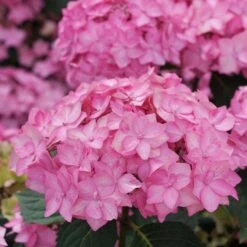LET’S DANCE CAN DO!® PPAF Hydrangea Bush - 4" Pot - Proven Winners