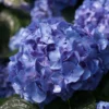 Let's Dance® Blue Jangles™ Reblooming Hydrangea - 4" Pot - Proven Winners