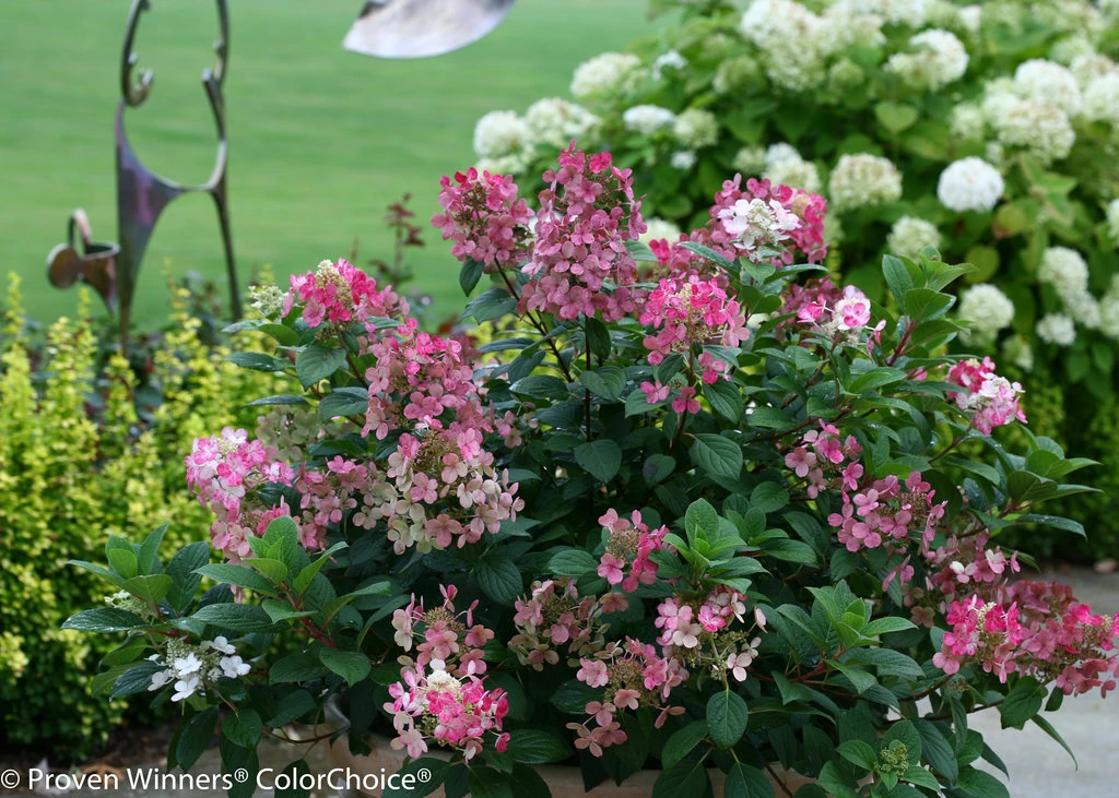 Little Quick Fire® Hydrangea - 4" Pot - Proven Winners - Image 2