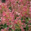 Little Quick Fire® Hydrangea - 4" Pot - Proven Winners