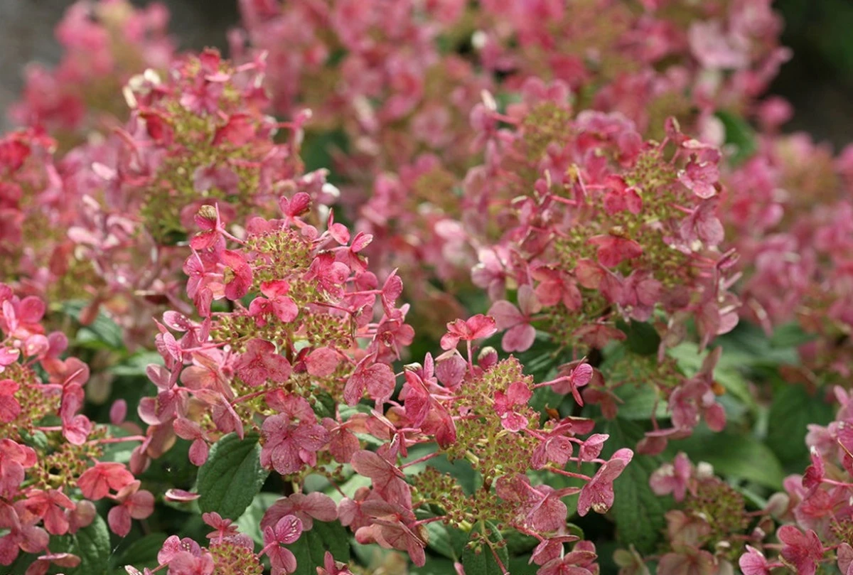 Little Quick Fire® Hydrangea - 4" Pot - Proven Winners