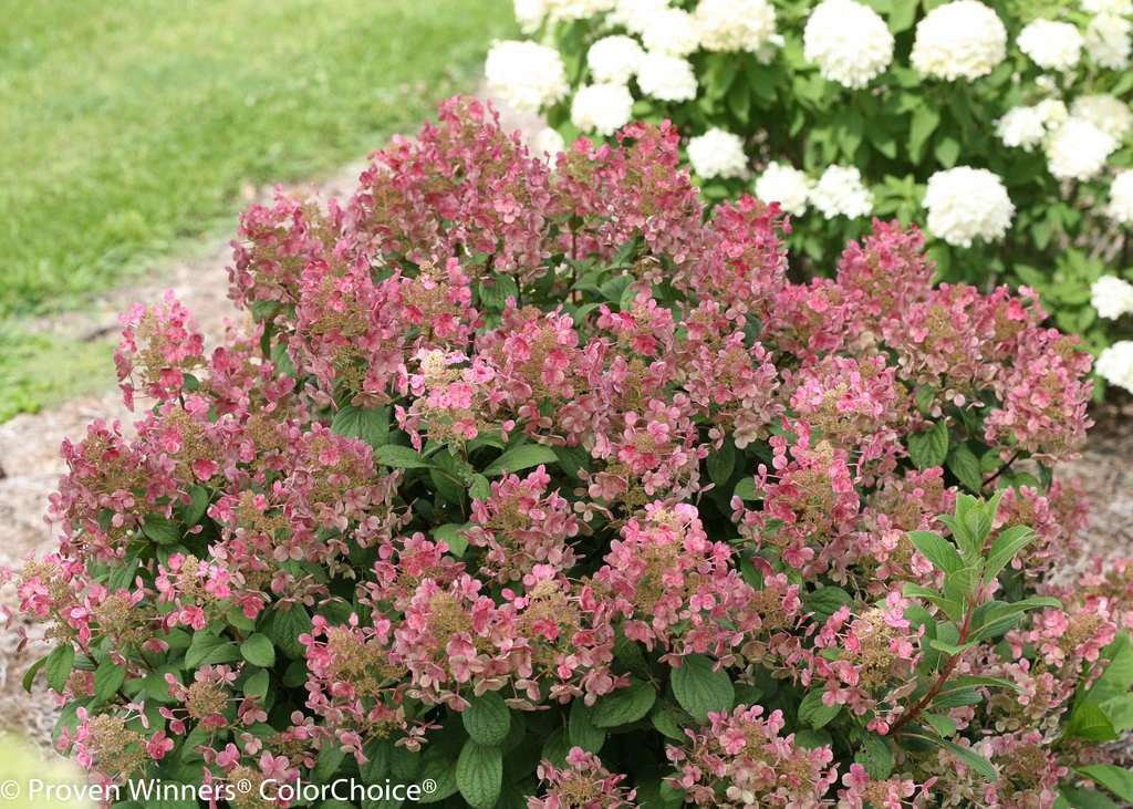 Little Quick Fire® Hydrangea - 4" Pot - Proven Winners - Image 3