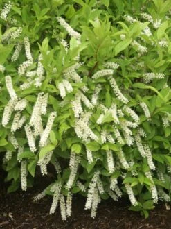 Little Henry® Sweetspire - 4" Pot - Itea Virginica - Proven Winners