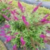 Lo & Behold Ruby Chip® - Butterfly Bush - Buddleia - Proven Winners - 4" Pot