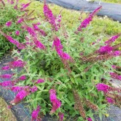 Lo & Behold Ruby Chip® - Butterfly Bush - Buddleia - Proven Winners - 4" Pot