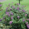 Lo & Behold® Buddleia X Purple Haze PPAF - Butterfly Bush-4"Pot-Proven Winners