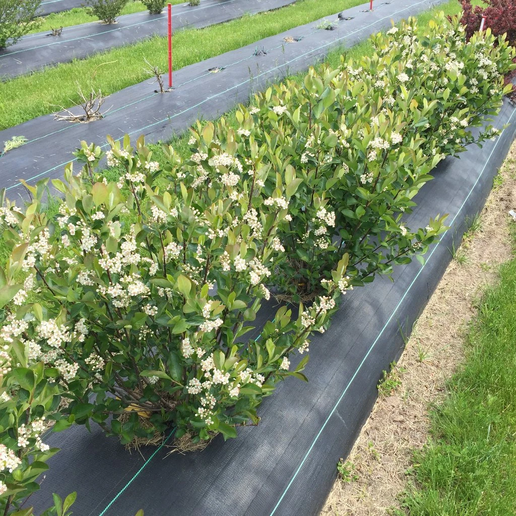LOW SCAPE HEDGER® Chokeberry - 4" Pot - Aronia - Proven Winners - Image 2