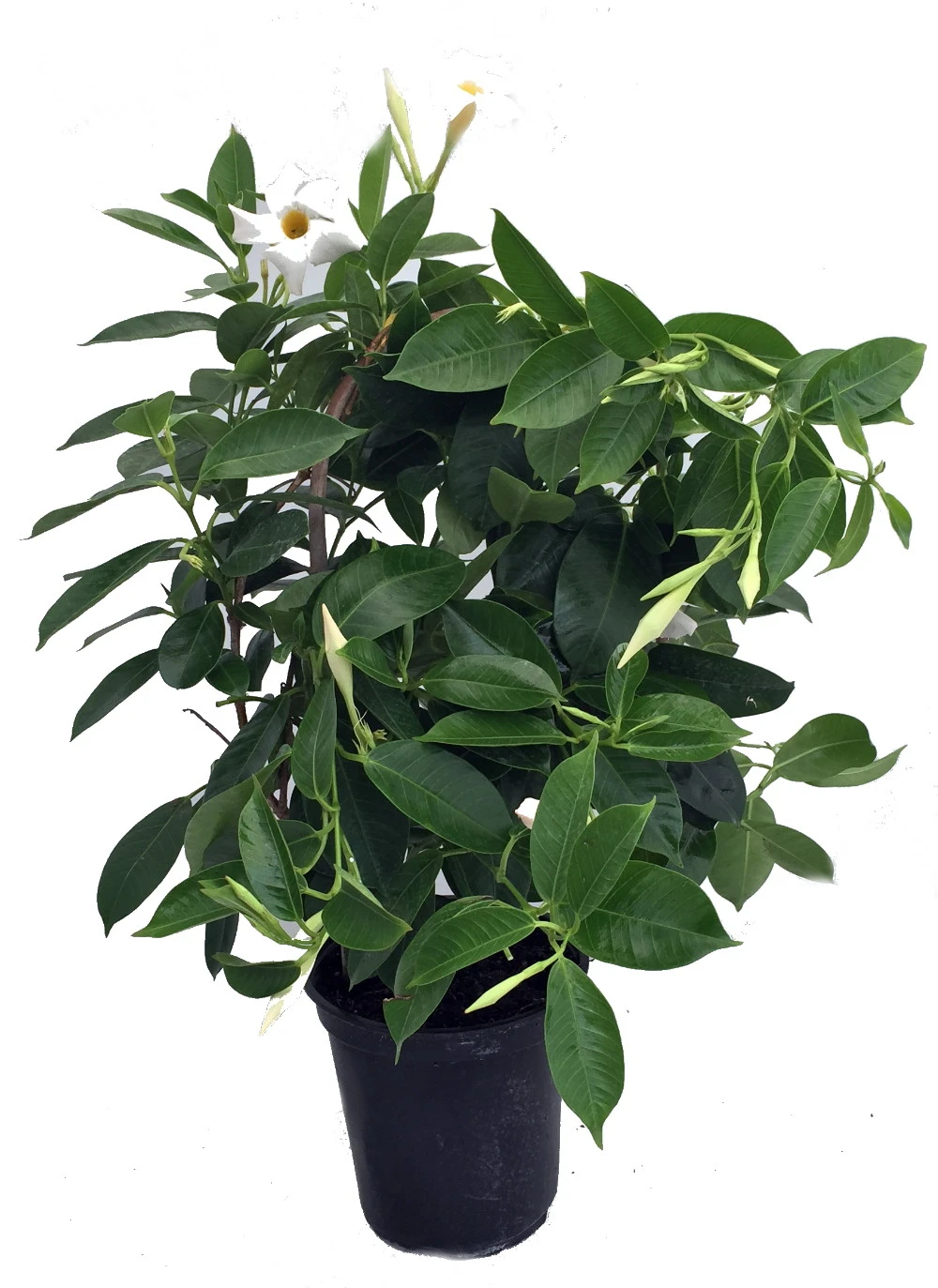 White Brazil Jasmine Plant - Mandevilla/Dipladenia - 6" Pot/Trellis - Image 2