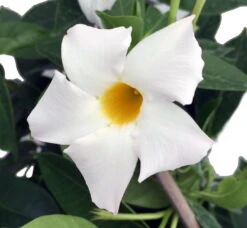 White Brazil Jasmine Plant - Mandevilla/Dipladenia - 6" Pot/Trellis
