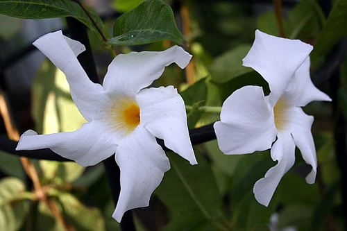 White Brazil Jasmine Plant - Mandevilla/Dipladenia - 6" Pot/Trellis - Image 3