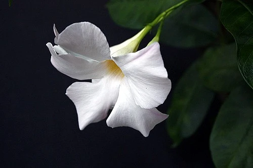 White Brazil Jasmine Plant - Mandevilla/Dipladenia - 6" Pot/Trellis - Image 4