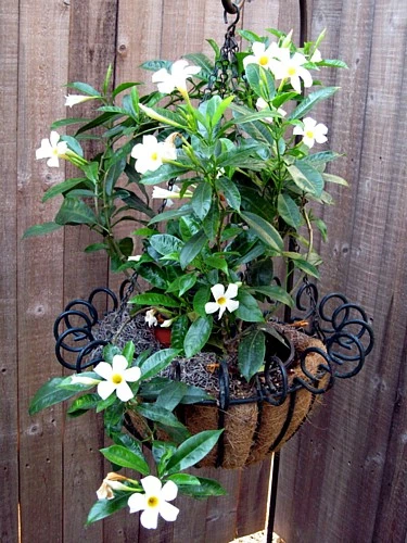 White Brazil Jasmine Plant - Mandevilla/Dipladenia - 6" Pot/Trellis - Image 6