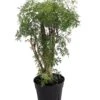 Ming Aralia Tree - Polyscias Fruticosa - Indoor - 6" Pot