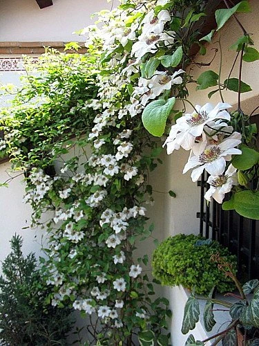 Miss Bateman Clematis Vine - Pure White - 2.5" Pot - Image 3
