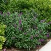 Miss Violet Butterfly Bush - 4" Pot - Buddleia - Proven Winners