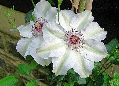 Miss Bateman Clematis Vine - Pure White - 2.5" Pot - Image 2