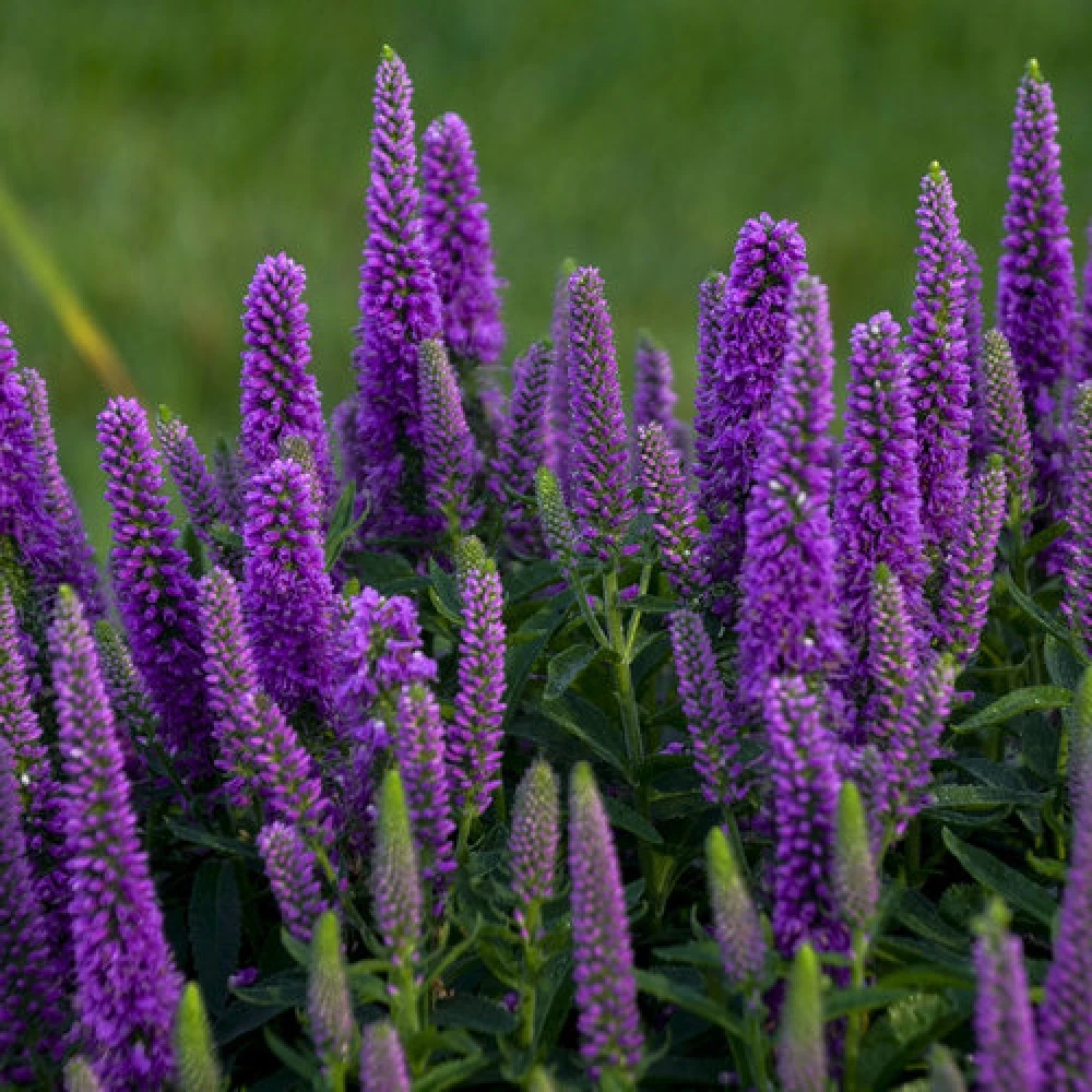 Magic Show® Purple Illusion Veronica - Speedwell - Gallon Pot - Proven Winners - Image 2