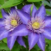 Multi Blue Clematis - NEW! - Navy Blue Double Flower - 2.5" Pot