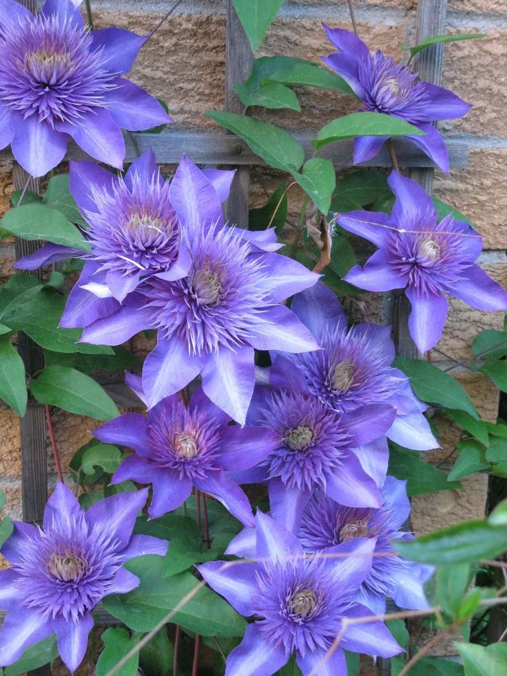 Multi Blue Clematis - NEW! - Navy Blue Double Flower - 2.5" Pot - Image 2