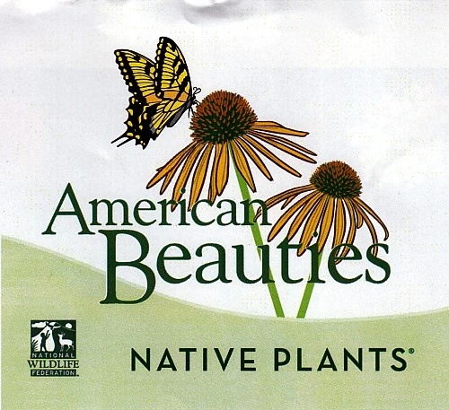 Pee Wee Oakleaf Hydrangea Perennial - Dwarf White - 4" Pot - Image 3