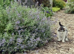 Cat's Meow Catmint Perennial - Nepeta - Gallon Pot - Proven Winners