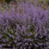 Purrsian Blue Catmint Perennial - Nepeta - Quart Pot