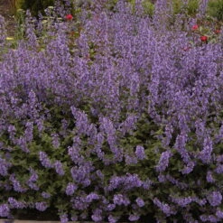 Purrsian Blue Catmint Perennial - Nepeta - Quart Pot