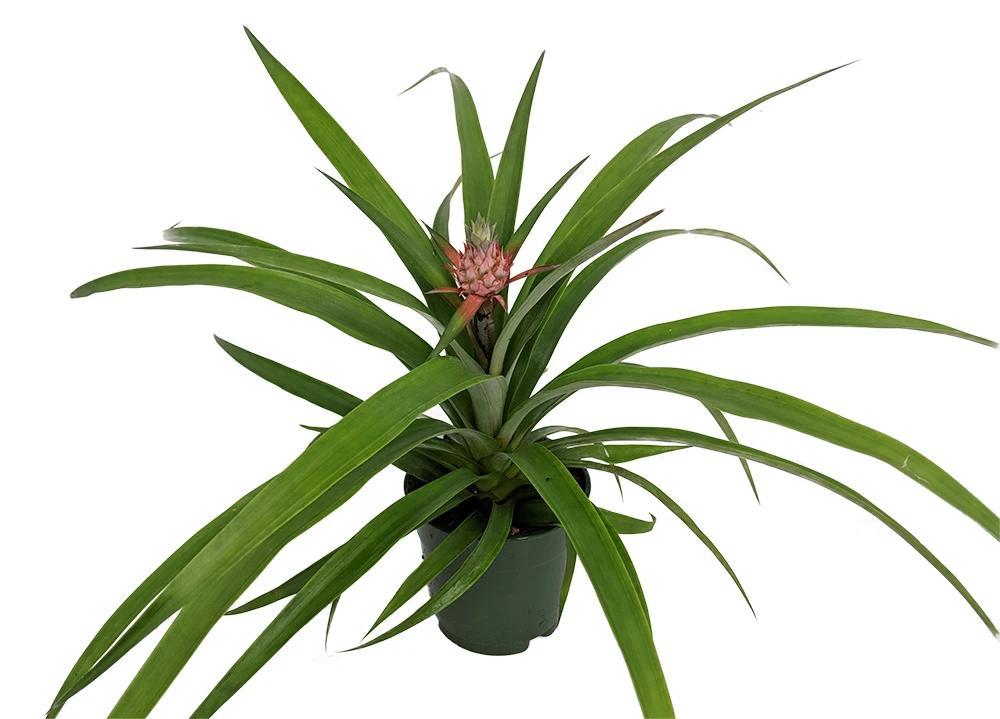 Fruiting Pineapple Plant - Ananas Comosus - Great Indoors/Out - 5" Pot - Image 2