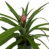 Fruiting Pineapple Plant - Ananas Comosus - Great Indoors/Out - 5" Pot