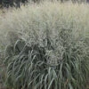 Prairie Winds® Niagara Falls Switch Grass - Panicum - Gallon Pot -Proven Winners
