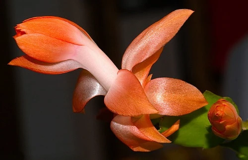 Orange Christmas Cactus Plant - Zygocactus - 6" Pot - Image 3