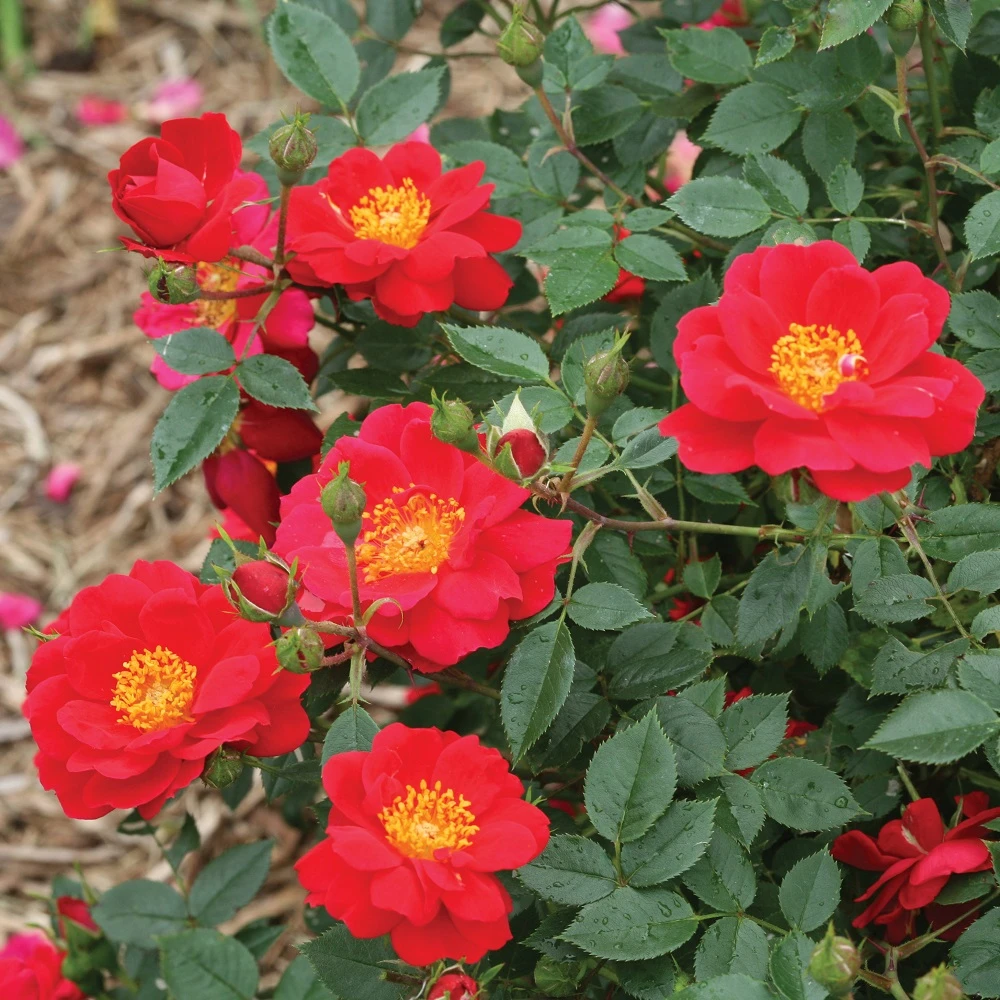 Urban Legend OSO Easy® Rose - 4" Pot - Proven Winners