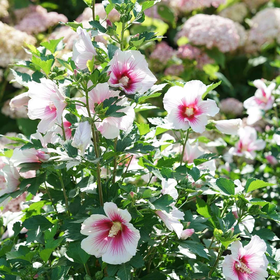 Paraplu Pink Ink® Hibiscus - Rose Of Sharon - Proven Winners - 4" Pot - Image 5