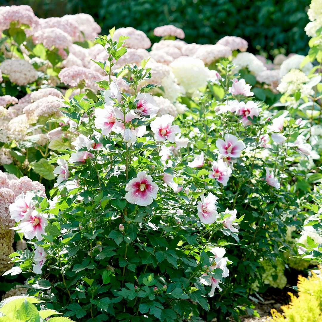 Paraplu Pink Ink® Hibiscus - Rose Of Sharon - Proven Winners - 4" Pot - Image 4