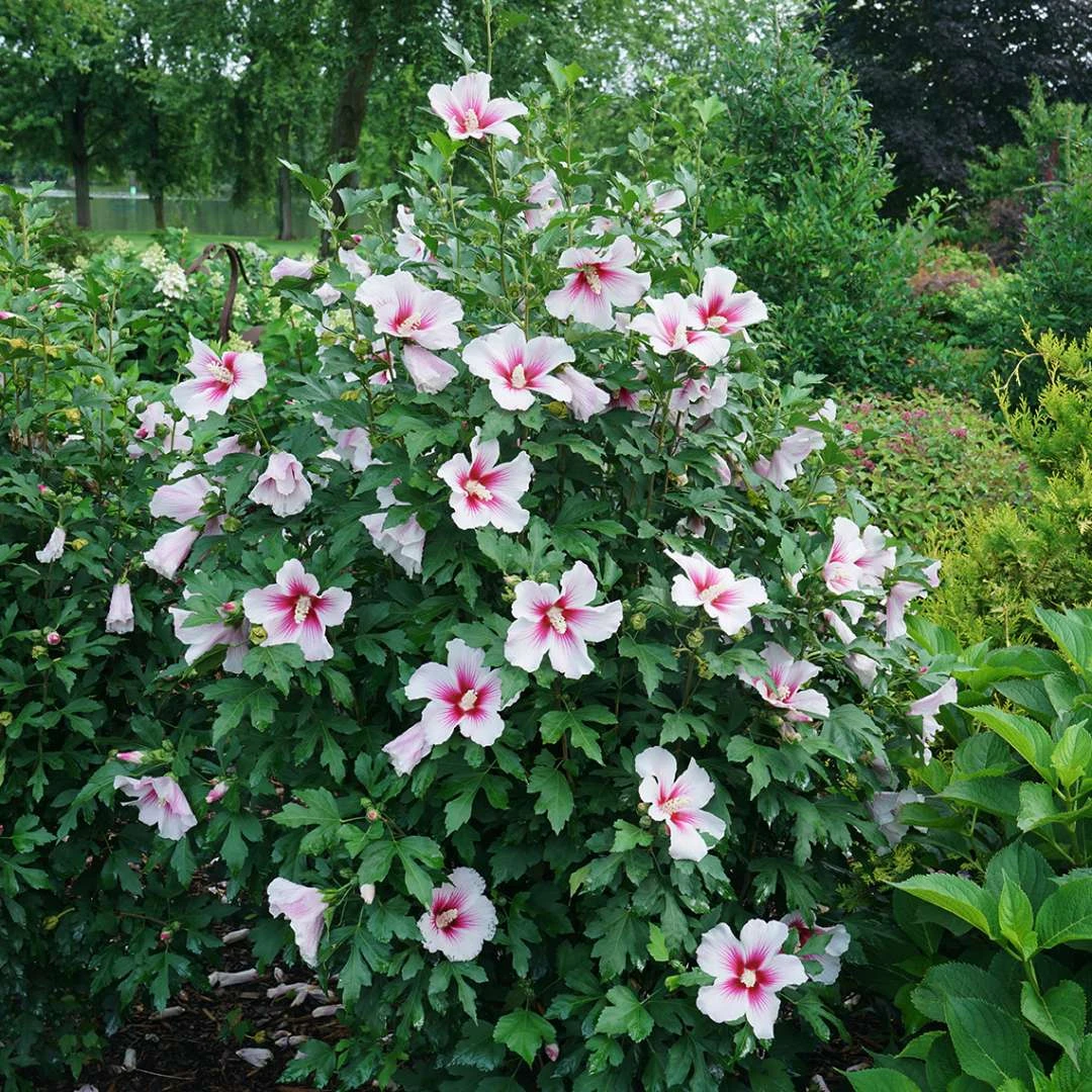 Paraplu Pink Ink® Hibiscus - Rose Of Sharon - Proven Winners - 4" Pot - Image 2