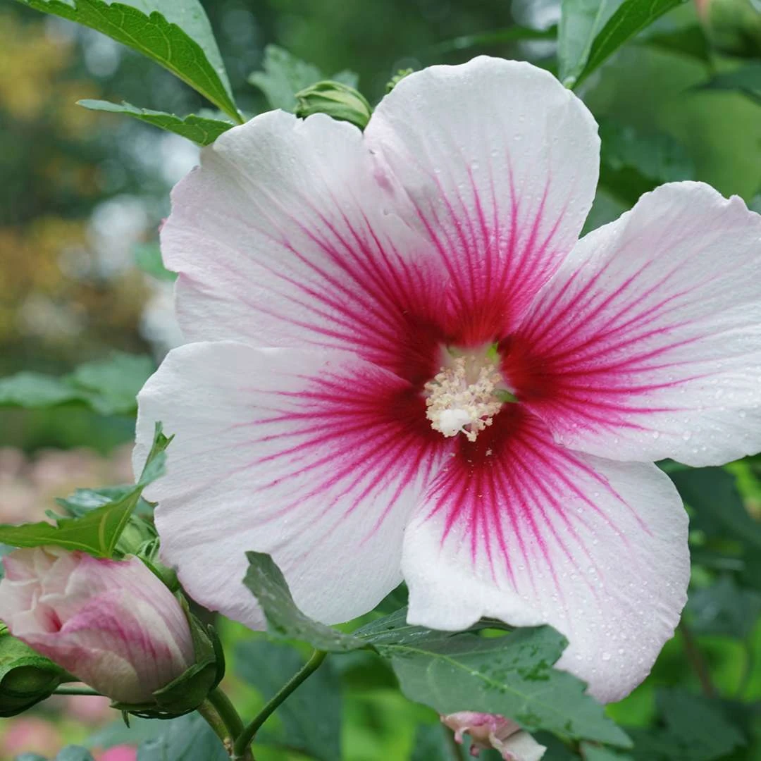Paraplu Pink Ink® Hibiscus - Rose Of Sharon - Proven Winners - 4" Pot - Image 3