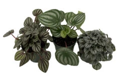 Peperomia Assortment - 3 Pack In 4" Pots