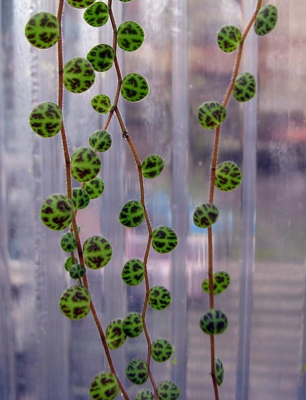 String Of Hearts/Turtles/Peace Sign/Cross - Peperomia Prostrata- 2.5" Pot - Image 6