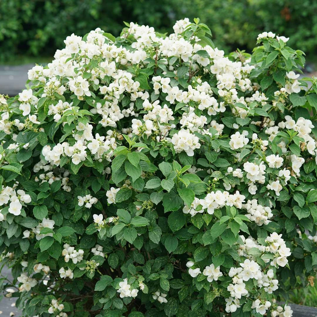 Illuminati Sparks™ Mock Orange - Philadelphus - Proven Winners - 4" Pot - Image 3